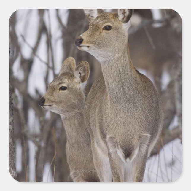 Pegatina Cuadrada Sika Deer Doe and Young, Hokkaido (Japón) (Anverso)