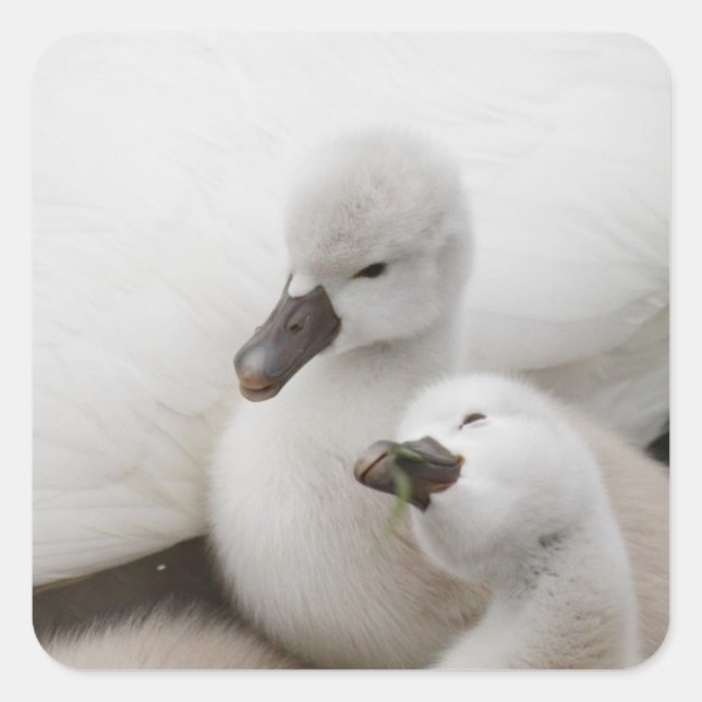 Pegatina Cuadrada Silenciar los Cygnets de cisne (Anverso)