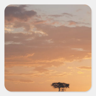Pegatina Cuadrada Silueta de árbol en la llanura, Masai Mara