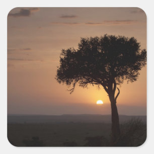 Pegatina Cuadrada Silueta de árbol en la llanura, Masai Mara 2