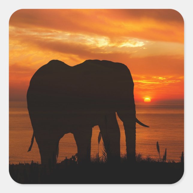 Pegatina Cuadrada Silueta de elefante al atardecer (Anverso)