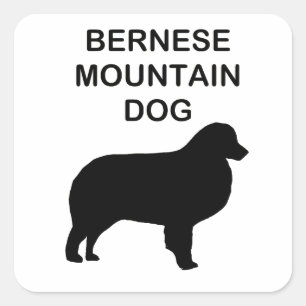 Pegatina Cuadrada silueta de perro de montaña bernesa con nombre