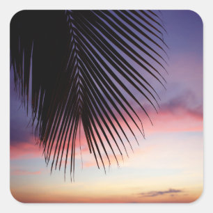 Pegatina Cuadrada Silueta tropical de la palmera de la playa púrpur
