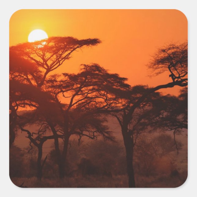 Pegatina Cuadrada Silvicultura de Acacia al atardecer, Tarangire (Anverso)