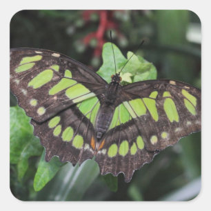 Pegatina Cuadrada Siproeta stelenes