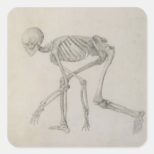 Pegatina Cuadrada Skeleton humano: Vista lateral en la postura de Cr (Anverso)