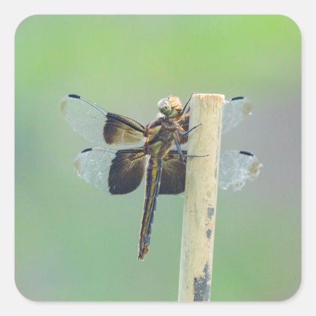 Pegatina Cuadrada Skimmer (Anverso)