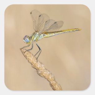 Pegatina Cuadrada Skimmer Dragonfly Insect Female (CC BY 4.0)