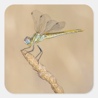 Pegatina Cuadrada Skimmer Dragonfly Insect Female (CC BY 4.0)