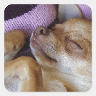 Pegatina Cuadrada Sleeping Chihuahua