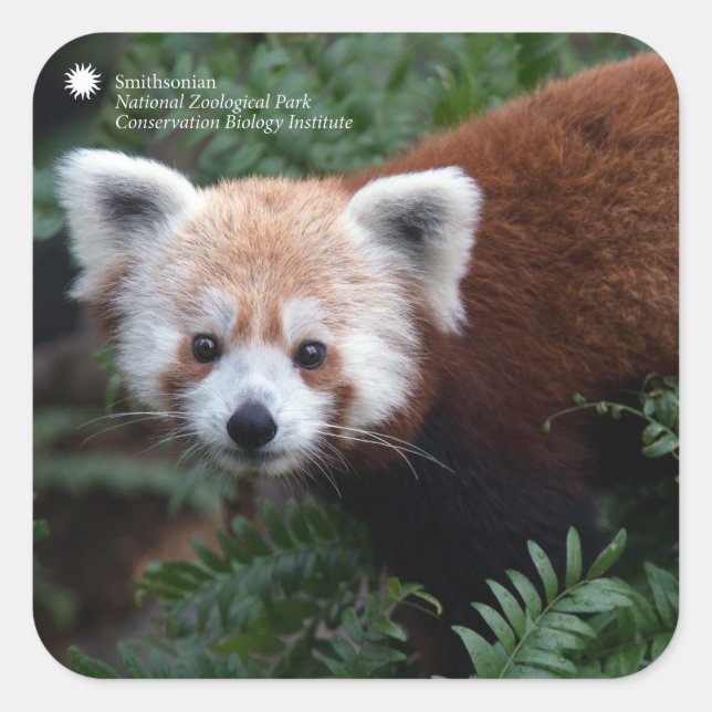 Pegatina Cuadrada Smithsonian | Panda rojo (Anverso)