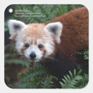 Pegatina Cuadrada Smithsonian   Panda rojo