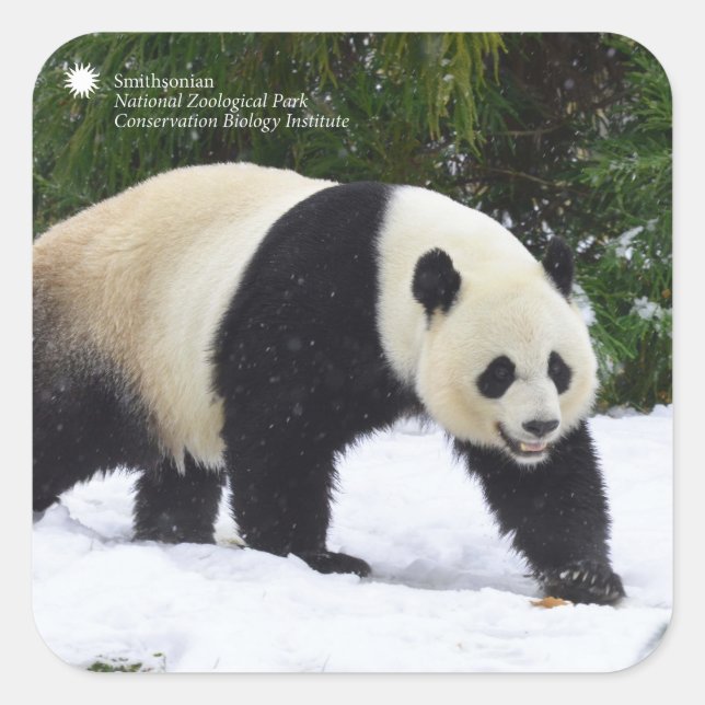 Pegatina Cuadrada Smithsonian | Pandas Gigantes En La Nieve (Anverso)