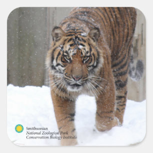 Pegatina Cuadrada Smithsonian   Sumatran Tiger Damai