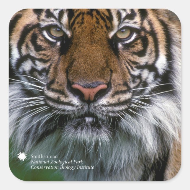 Pegatina Cuadrada Smithsonian | Sumatran Tiger Soyono (Anverso)