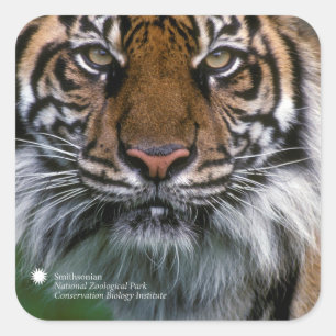 Pegatina Cuadrada Smithsonian   Sumatran Tiger Soyono