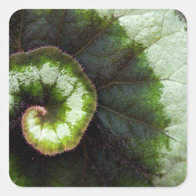 Pegatina Cuadrada Snail Begonia Leaf (Anverso)