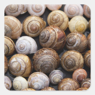Pegatina Cuadrada Snail Shells Pegatinas
