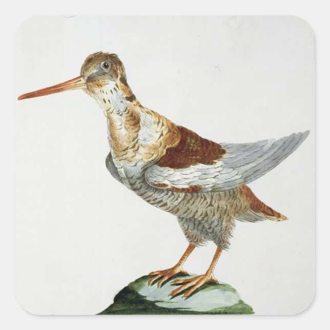 Pegatina Cuadrada Snipe, c.1767-76 (grabado a mano) (Anverso)