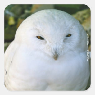 Pegatina Cuadrada Snowy Owl