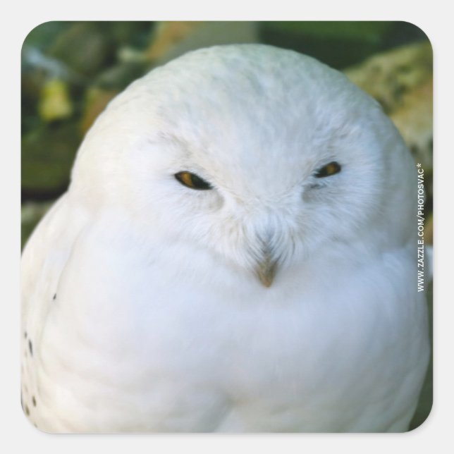 Pegatina Cuadrada Snowy Owl (Anverso)