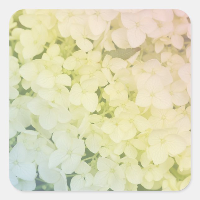 Pegatina Cuadrada  Soft Pastel Rainbow Hydrangea (Anverso)