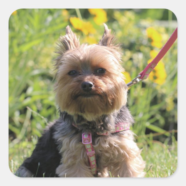 Pegatina Cuadrada Solo cariño. (Anverso)