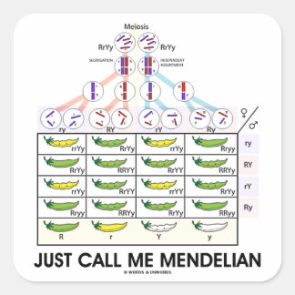 Pegatina Cuadrada Sólo Llámame Mendelian (Genética Punnett Square)