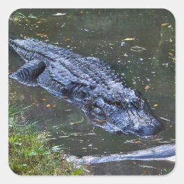 Pegatina Cuadrada Sombra en las aguas poco profundas