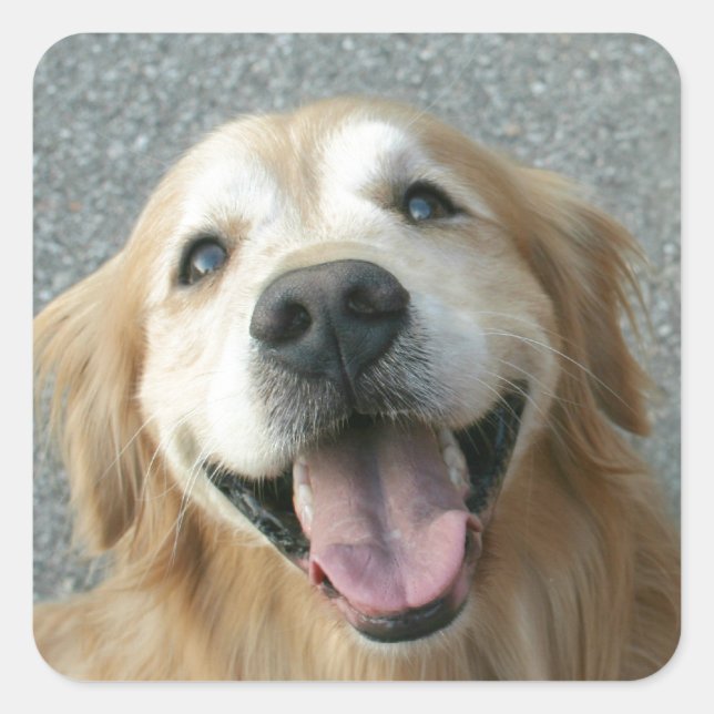 Pegatina Cuadrada Sonriente Golden Retriever (Anverso)