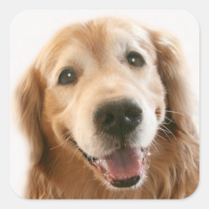 Pegatina Cuadrada Sonriente Golden Retriever