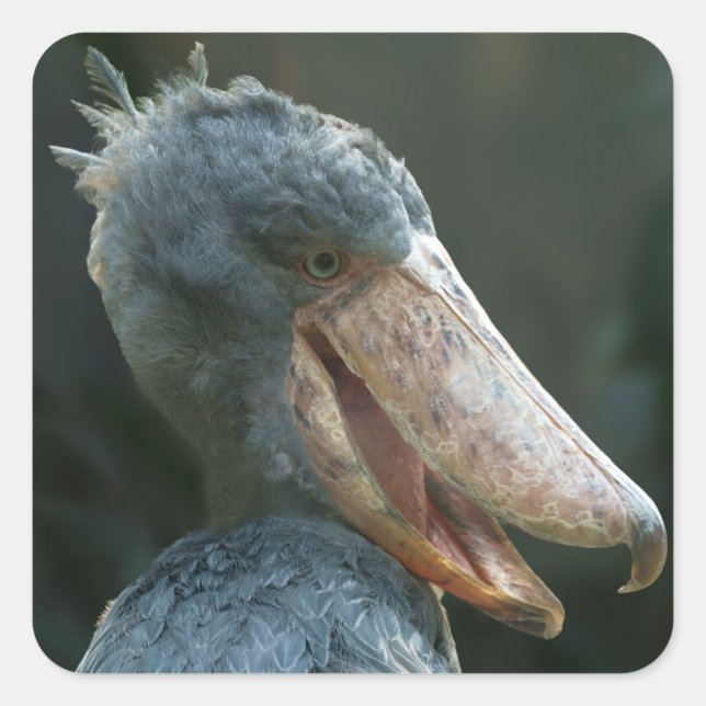 Pegatina Cuadrada Sonriente Shoebill (Anverso)