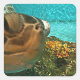 Pegatina Cuadrada Sorpresa de la tortuga marina