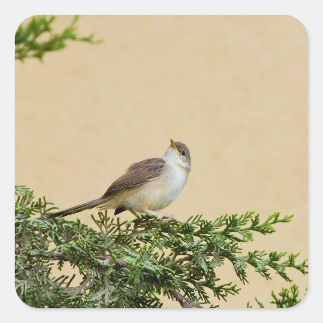 Pegatina Cuadrada Sparrow (Anverso)