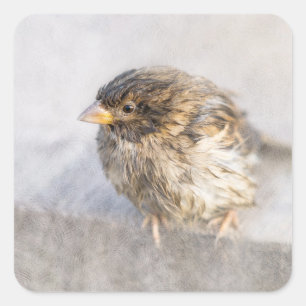 Pegatina Cuadrada Sparrow - Fracaso epidémico en las predicciones me