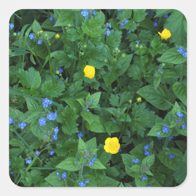 Pegatina Cuadrada Speedwell and Buttercups (Anverso)