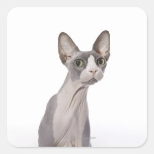 Pegatina Cuadrada Sphynx Cat con expresión sorprendida