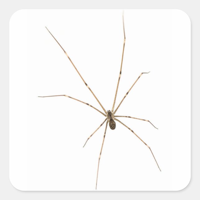 Pegatina Cuadrada Spider (Anverso)