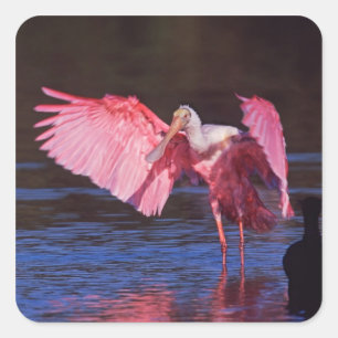 Pegatina Cuadrada Spoonbill rosado (ajaja del Ajaia) con el cormorá