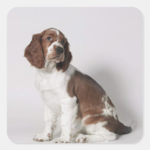 Pegatina Cuadrada Springer spaniel