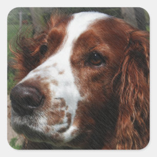 Pegatina Cuadrada Springer Spaniel Dog Art