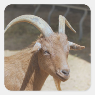 Pegatina Cuadrada Sr. Bill