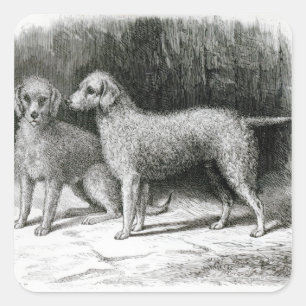 Pegatina Cuadrada Sr. F. Armstrong de los terrieres de Bedlington