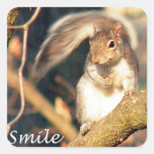 Pegatina Cuadrada Sr. Squirrel Sticker de la sonrisa