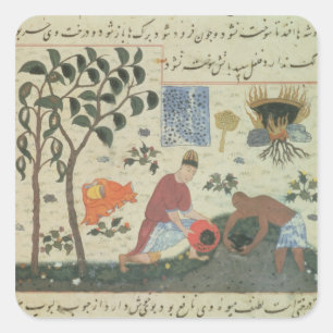 Pegatina Cuadrada Sra. Pers 332 Pepper tree y preparando pimienta