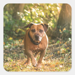 Pegatina Cuadrada Staffordshire bull terrier