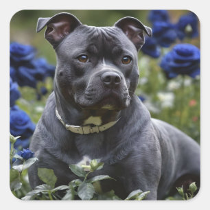 Pegatina Cuadrada Staffordshire Bull Terrier In Blue Rosa Garden,