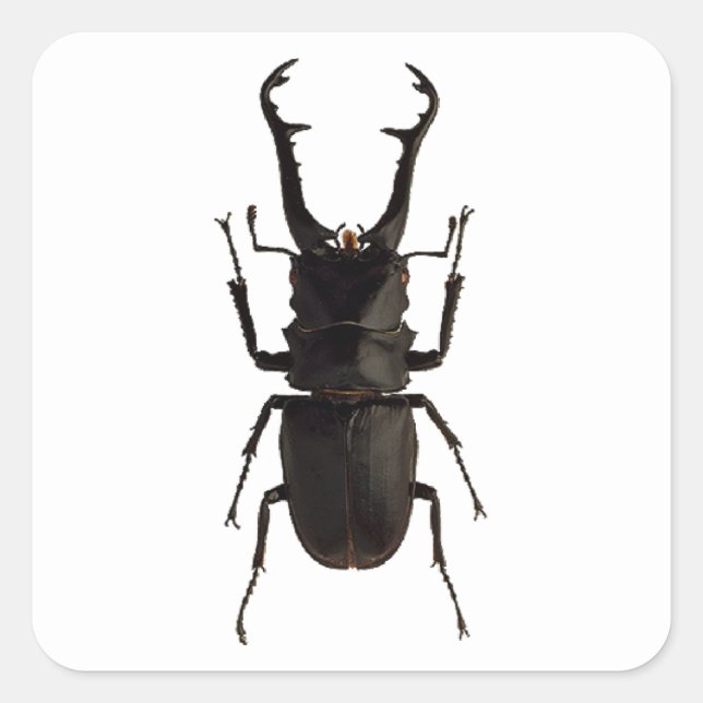 Pegatina Cuadrada Stag Beetle (Anverso)