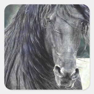 Pegatina Cuadrada Stallion friesiano