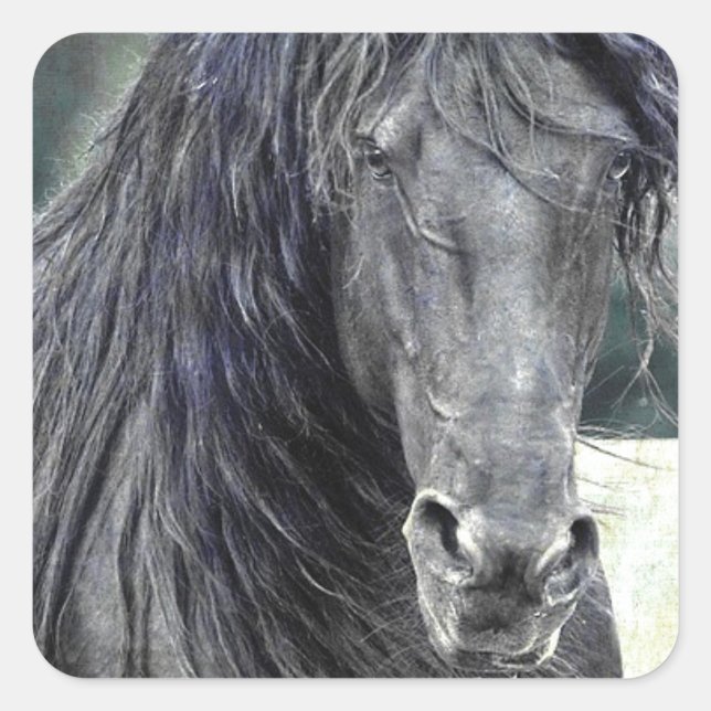 Pegatina Cuadrada Stallion friesiano (Anverso)